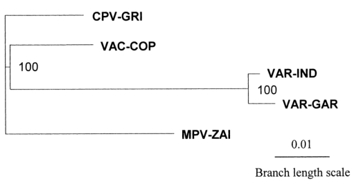 MPV、VAR、CPV、VAC末端可變基因組序列系統(tǒng)發(fā)育樹分析