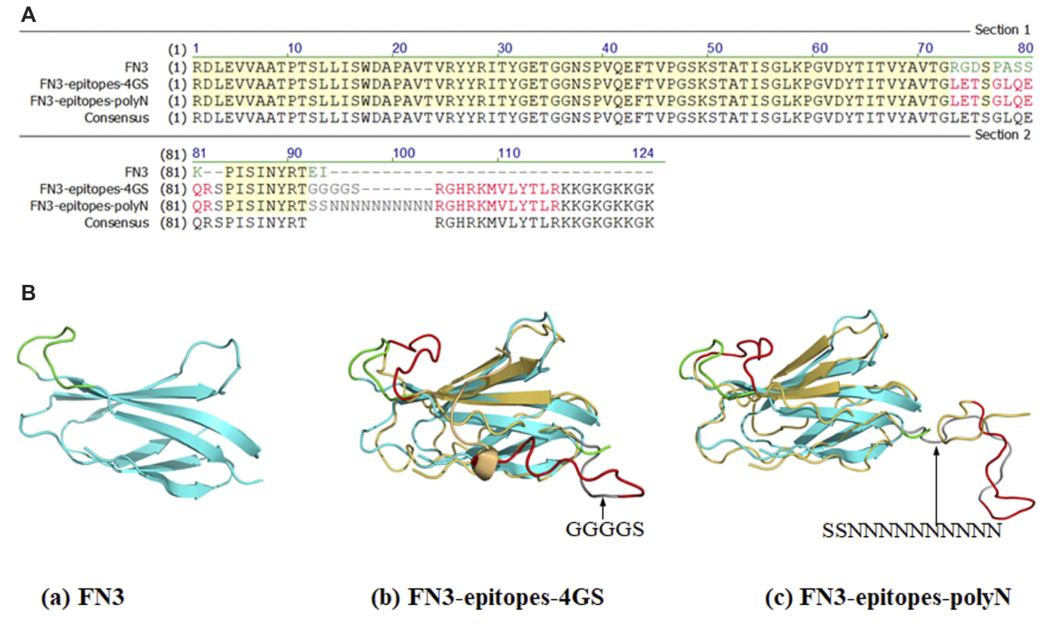 FN3、FN3-Epitopes的部分序列和結(jié)構(gòu)